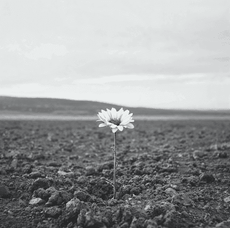 Diente de León