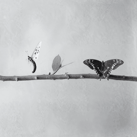 Mariposas