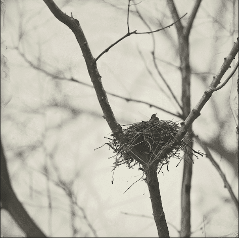 Pajaro en su nido